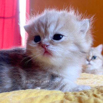 chaton British Shorthair black golden blotched tabby Piccolo Chatterie Nekobaa