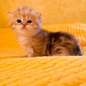 chaton British Shorthair black golden blotched tabby Piccolo Chatterie Nekobaa