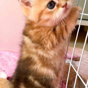 chaton British Shorthair black golden blotched tabby Piccolo Chatterie Nekobaa