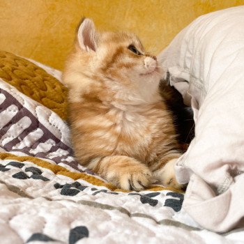 chaton British Shorthair black golden blotched tabby Piccolo Chatterie Nekobaa