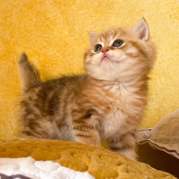 chaton British Shorthair black golden blotched tabby Piccolo Chatterie Nekobaa