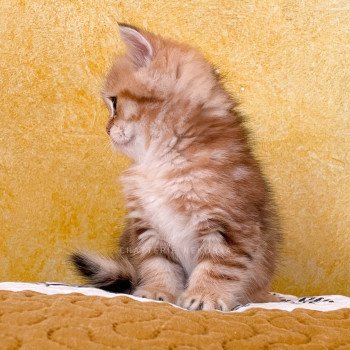 chaton British Shorthair black golden blotched tabby Piccolo Chatterie Nekobaa