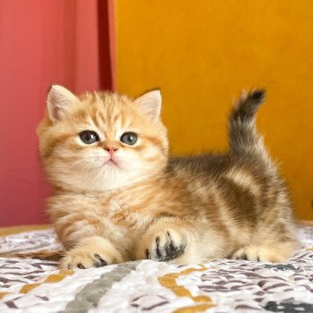 chaton British Shorthair black golden blotched tabby Piccolo Chatterie Nekobaa