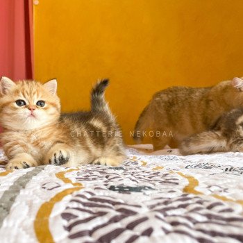 chaton British Shorthair black golden blotched tabby Piccolo Chatterie Nekobaa