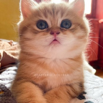 chaton British Shorthair black golden blotched tabby Piccolo Chatterie Nekobaa