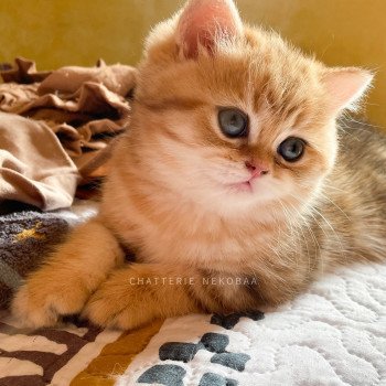 chaton British Shorthair black golden blotched tabby Piccolo Chatterie Nekobaa