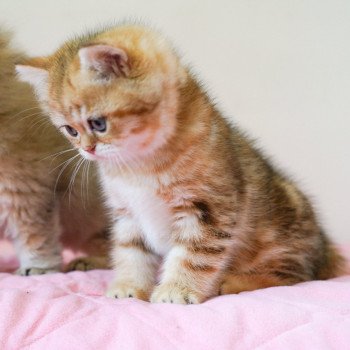 chaton British Shorthair black golden blotched tabby Piccolo Chatterie Nekobaa