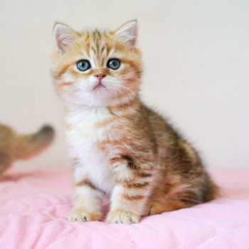 chaton British Shorthair black golden blotched tabby Piccolo Chatterie Nekobaa