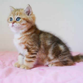 chaton British Shorthair black golden blotched tabby Piccolo Chatterie Nekobaa