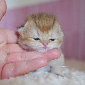 chaton British Shorthair black golden shaded Poupette Chatterie Nekobaa