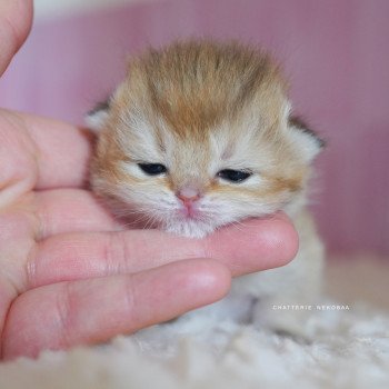 chaton British Shorthair black golden shaded Poupette Chatterie Nekobaa