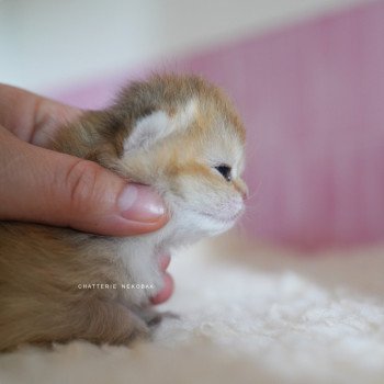 chaton British Shorthair black golden shaded Poupette Chatterie Nekobaa