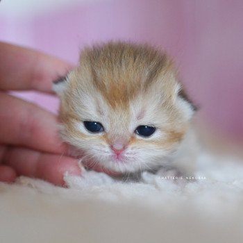 Poupette Femelle British Shorthair