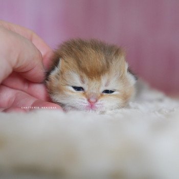 chaton British Shorthair black golden shaded Poupette Chatterie Nekobaa