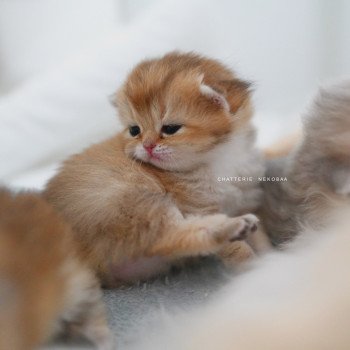 chaton British Shorthair black golden shaded Poupette Chatterie Nekobaa