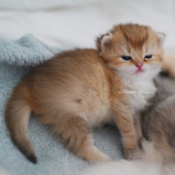 chaton British Shorthair black golden shaded Poupette Chatterie Nekobaa