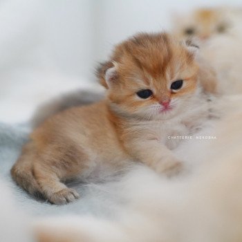 chaton British Shorthair black golden shaded Poupette Chatterie Nekobaa