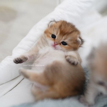 Poupette Femelle British Shorthair