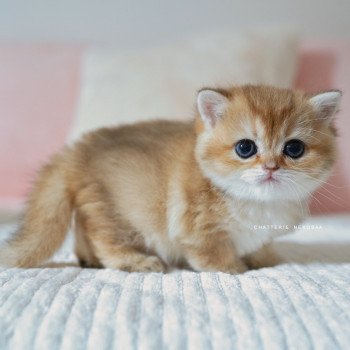chaton British Shorthair black golden shaded Poupette Chatterie Nekobaa