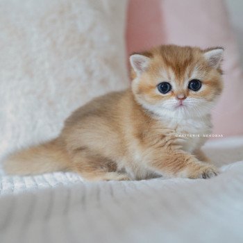 chaton British Shorthair black golden shaded Poupette Chatterie Nekobaa