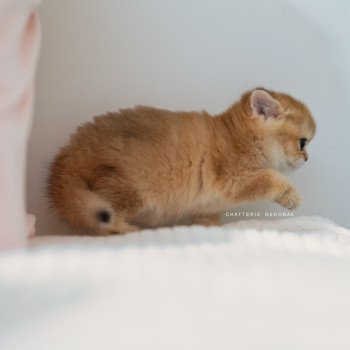 chaton British Shorthair black golden shaded Poupette Chatterie Nekobaa