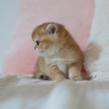 chaton British Shorthair black golden shaded Poupette Chatterie Nekobaa