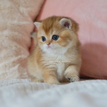 chaton British Shorthair black golden shaded Poupette Chatterie Nekobaa
