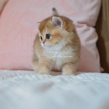 chaton British Shorthair black golden shaded Poupette Chatterie Nekobaa