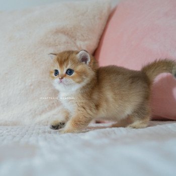 chaton British Shorthair black golden shaded Poupette Chatterie Nekobaa