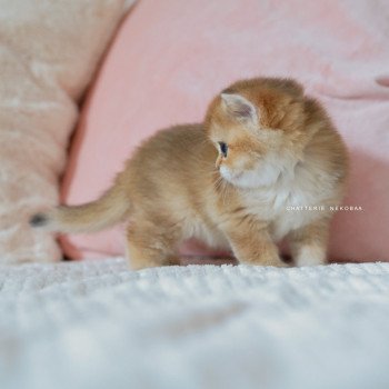 chaton British Shorthair black golden shaded Poupette Chatterie Nekobaa