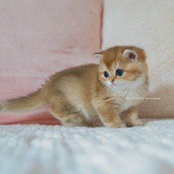 chaton British Shorthair black golden shaded Poupette Chatterie Nekobaa