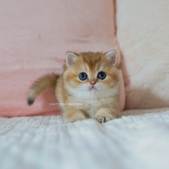 Poupette Femelle British Shorthair