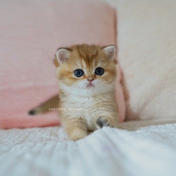 chaton British Shorthair black golden shaded Poupette Chatterie Nekobaa
