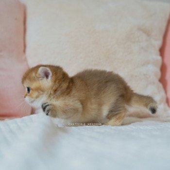 chaton British Shorthair black golden shaded Poupette Chatterie Nekobaa