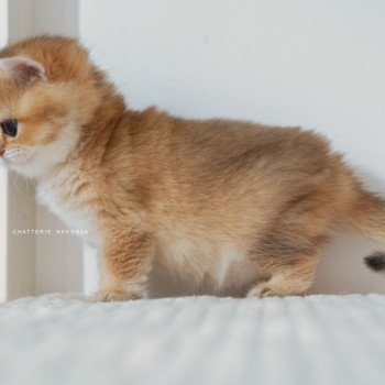 chaton British Shorthair black golden shaded Poupette Chatterie Nekobaa