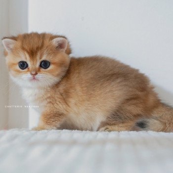 chaton British Shorthair black golden shaded Poupette Chatterie Nekobaa