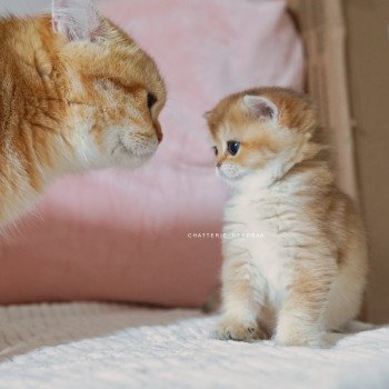 chaton British Shorthair black golden shaded Poupette Chatterie Nekobaa
