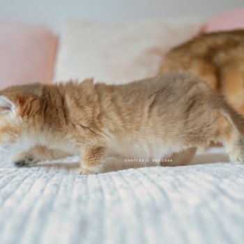 chaton British Shorthair black golden shaded Poupette Chatterie Nekobaa