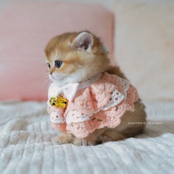 chaton British Shorthair black golden shaded Poupette Chatterie Nekobaa