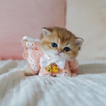 chaton British Shorthair black golden shaded Poupette Chatterie Nekobaa