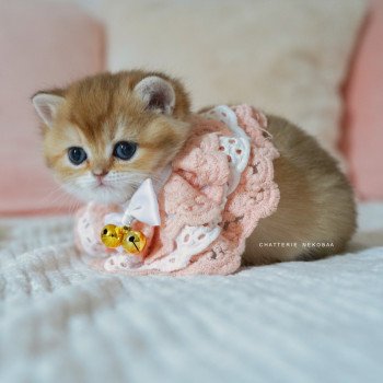 chaton British Shorthair black golden shaded Poupette Chatterie Nekobaa