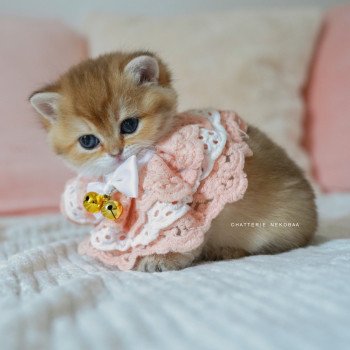 chaton British Shorthair black golden shaded Poupette Chatterie Nekobaa