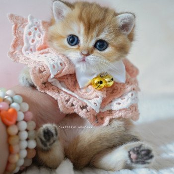 chaton British Shorthair black golden shaded Poupette Chatterie Nekobaa