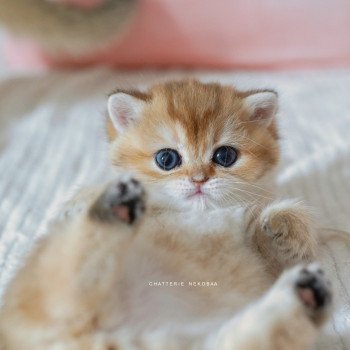 chaton British Shorthair black golden shaded Poupette Chatterie Nekobaa