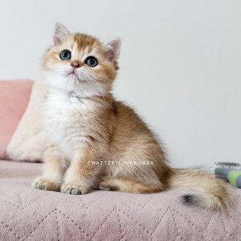 chaton British Shorthair black golden shaded Poupette Chatterie Nekobaa