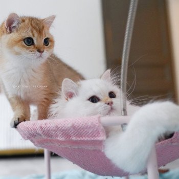 chaton British Shorthair black golden shaded Poupette Chatterie Nekobaa