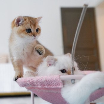 chaton British Shorthair black golden shaded Poupette Chatterie Nekobaa