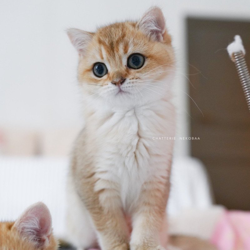 Aiko Poupette Femelle British Shorthair