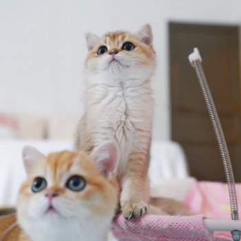 chaton British Shorthair black golden shaded Poupette Chatterie Nekobaa