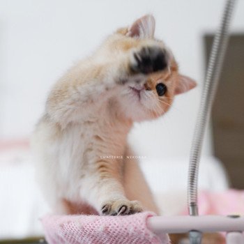 chaton British Shorthair black golden shaded Poupette Chatterie Nekobaa